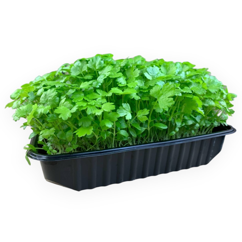 Мікрозелень Селера