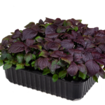 Перила / Шісо червона