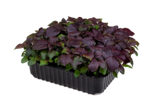 Перила / Шісо червона