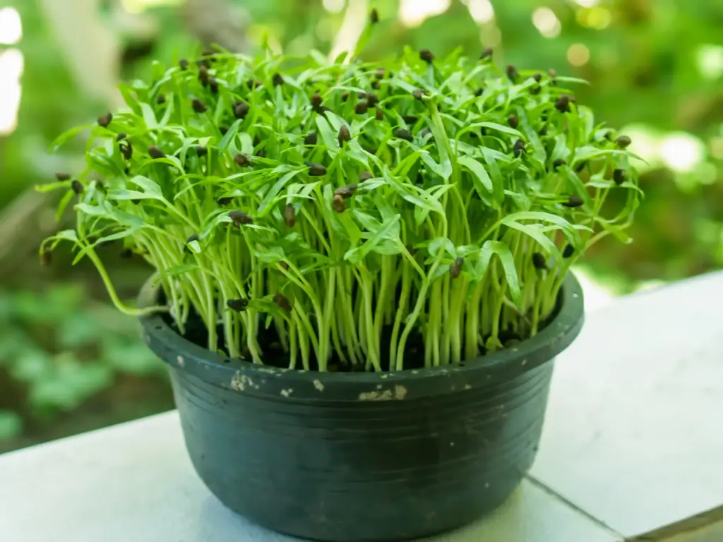 Мікрозелень Шпинат