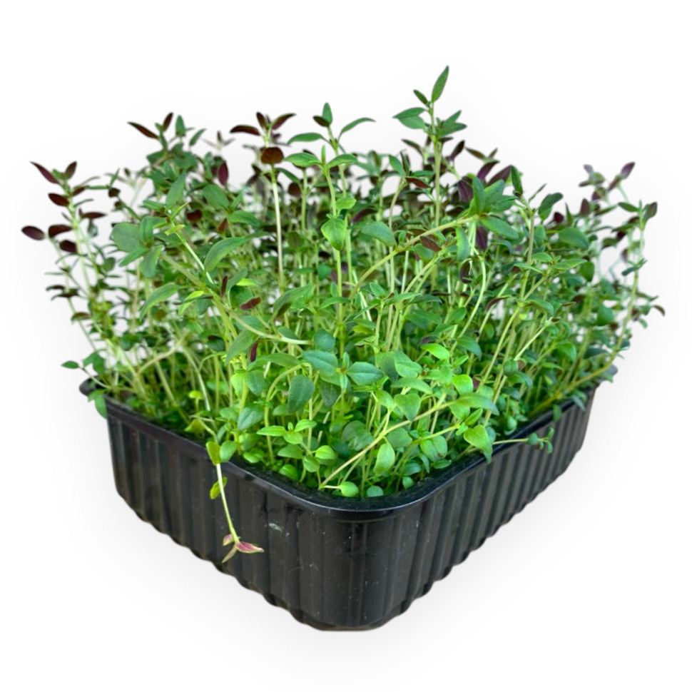 Мікрозелень Тим'ян Чебрець