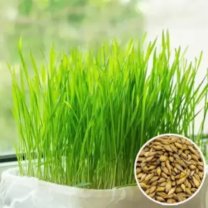 Ячмінь / Barleygrass