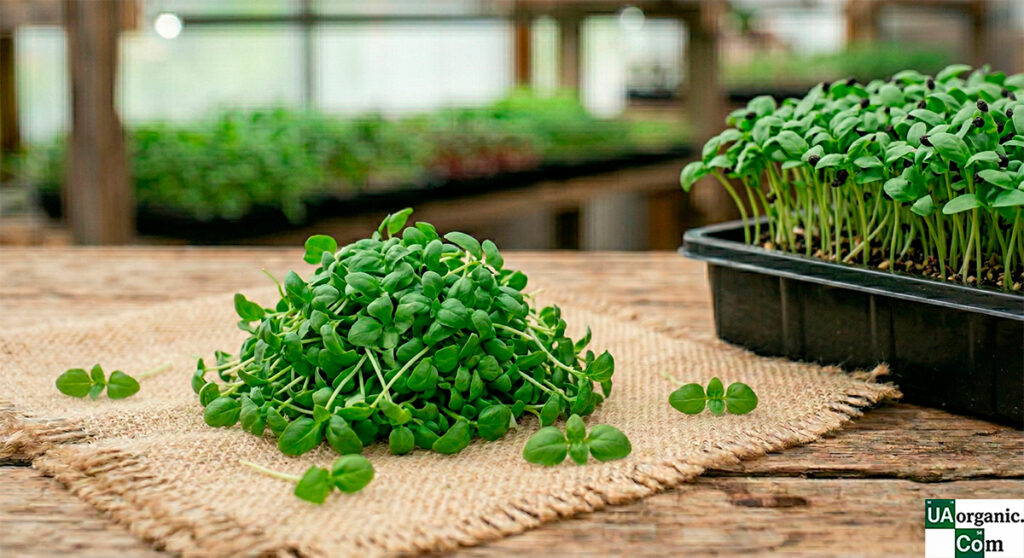 Мікрозелень (мікрогрін) Базиліку зеленого — мікрозелень