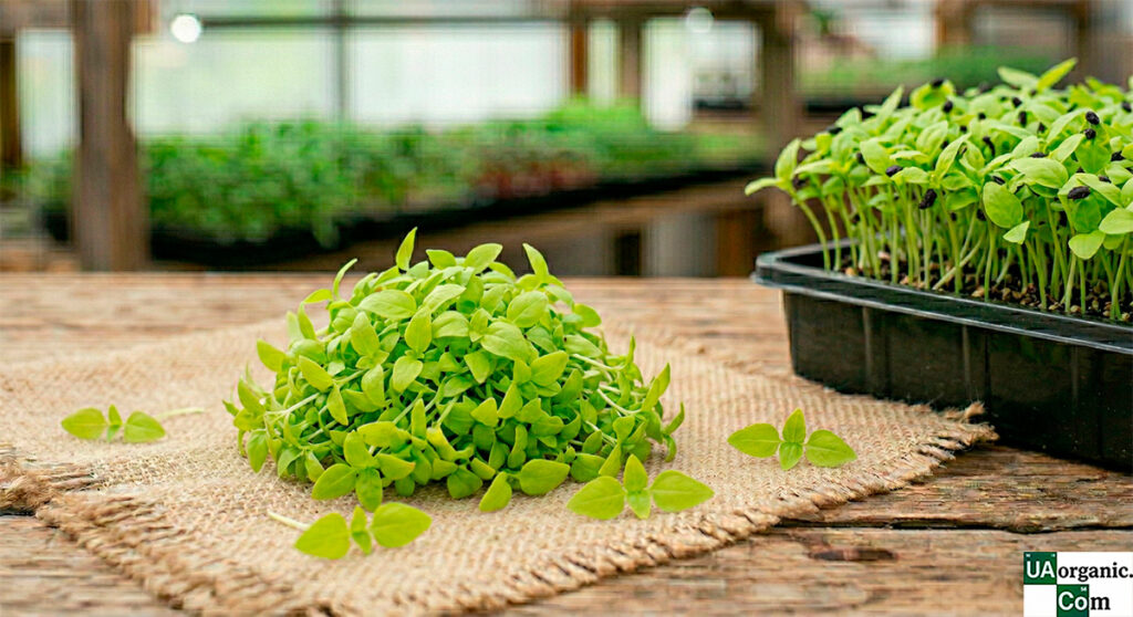 Мікрозелень (мікрогрін) Базиліку лимонного — мікрозелень