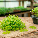 Базилік лимонний