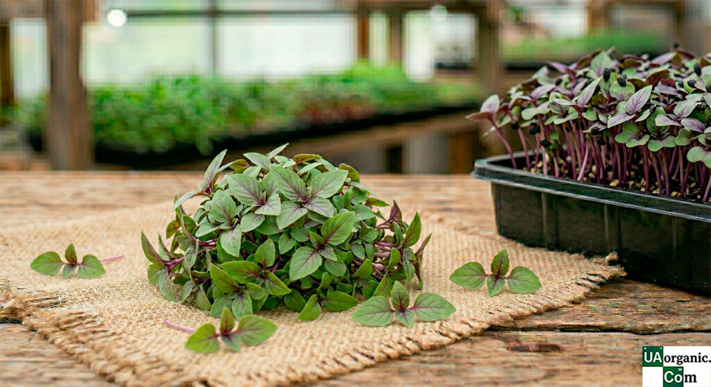 Мікрозелень (мікрогрін) Базиліку тайського — мікрозелень