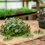 Базилік тайський