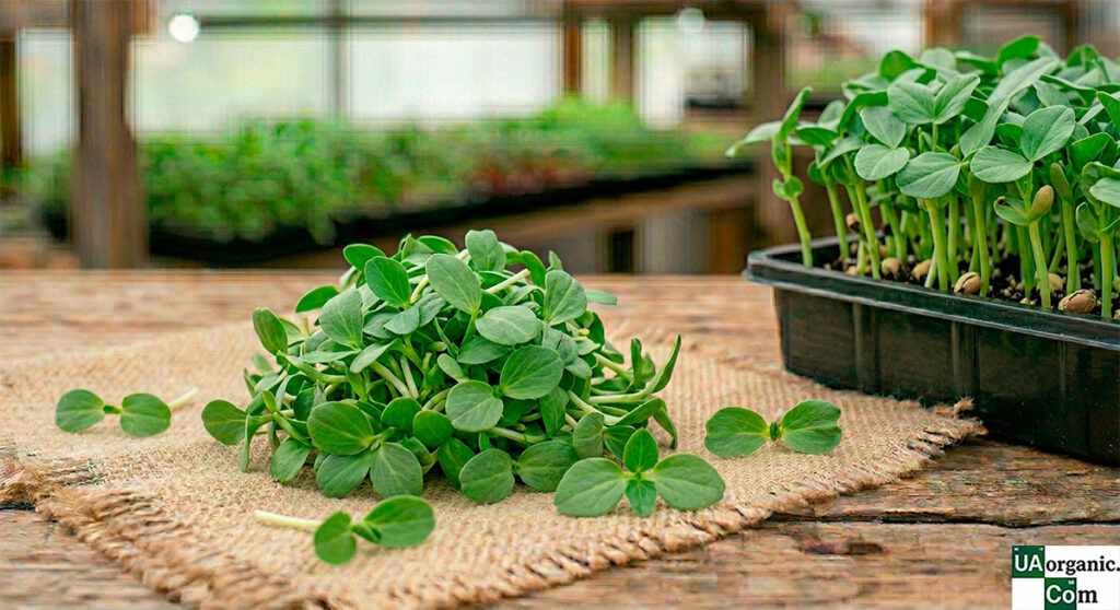 Мікрозелень (мікрогрін) Бобів Фава — мікрозелень