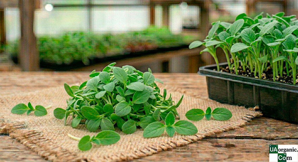 Мікрозелень Мікрозелень (мікрогрін) Бораго (Огірочника)