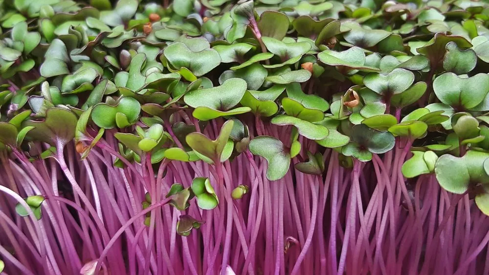 Мікрозелень Мікрозелень (мікрогрін) Капусти фіолетової