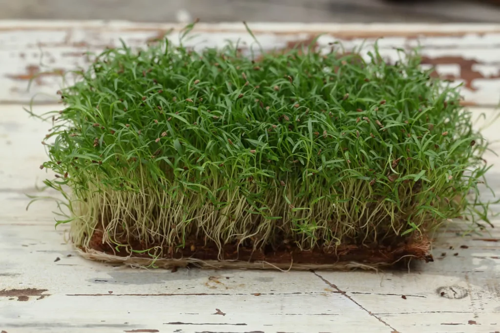 Мікрозелень (мікрогрін) Моркви — мікрозелень