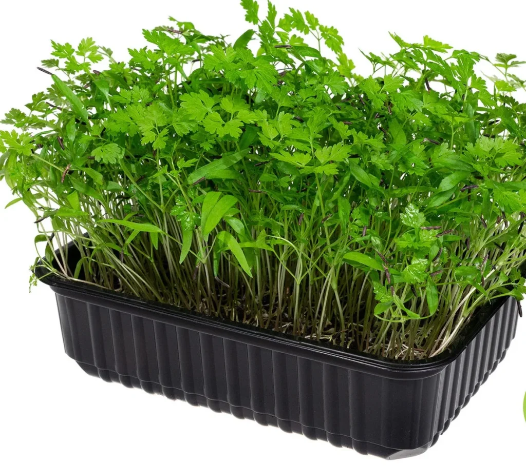 Мікрозелень (мікрогрін) Кервелю — мікрозелень