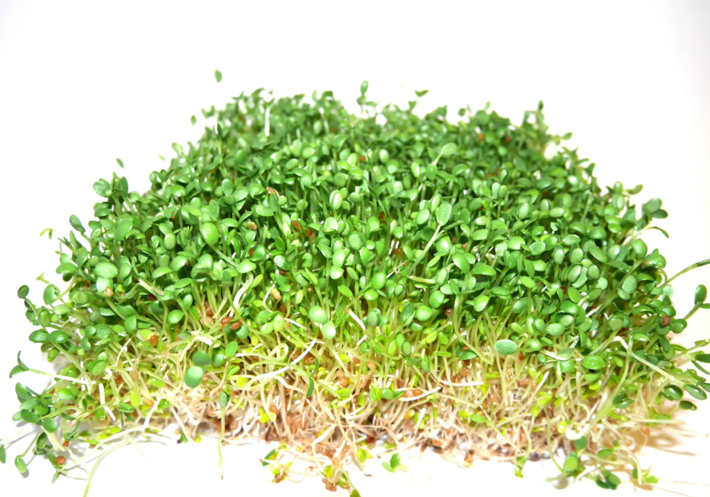 Мікрозелень (мікрогрін) Конюшини рожевої — мікрозелень