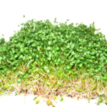 Конюшина рожева