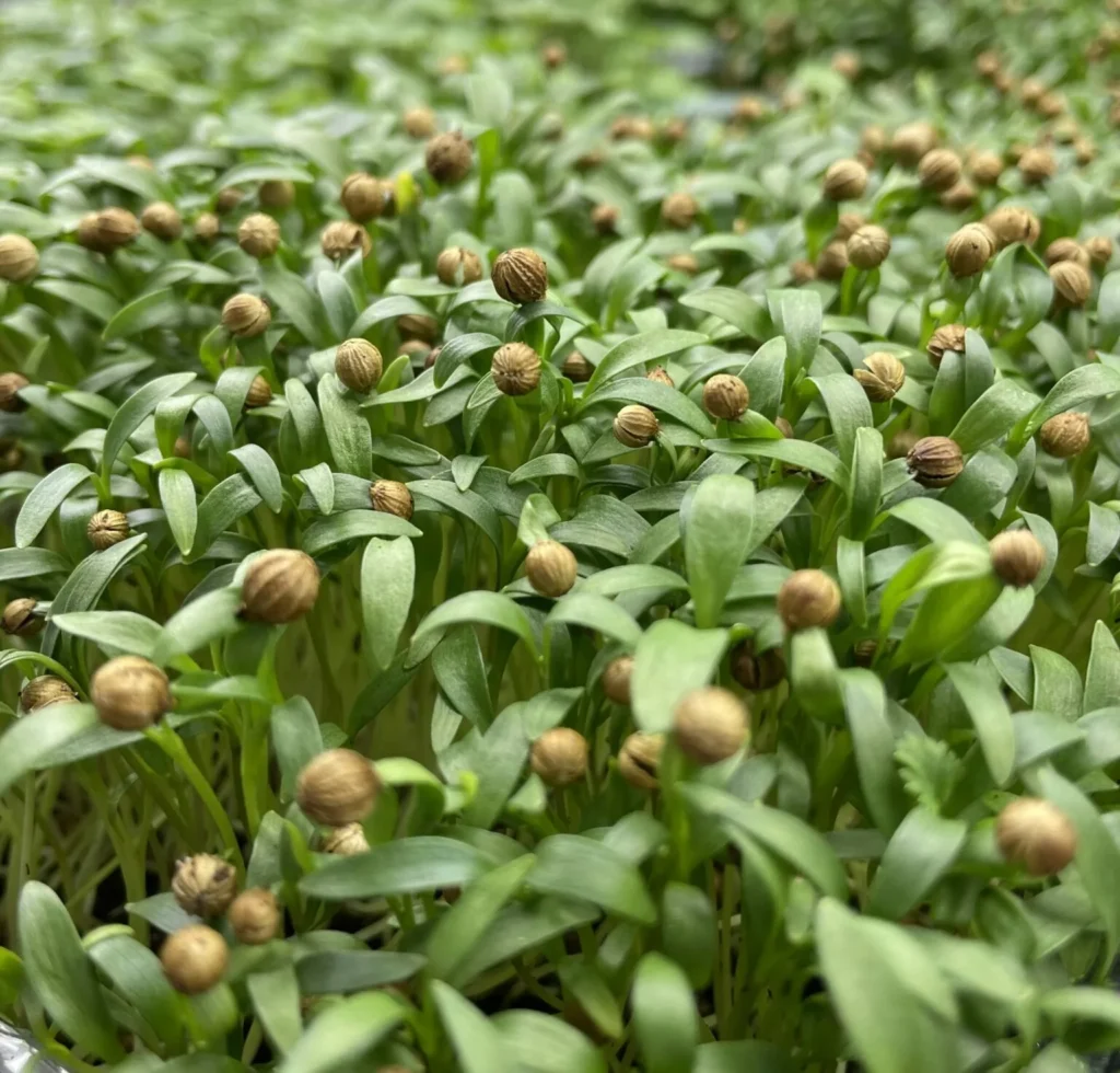 Мікрозелень (мікрогрін) Коріандру / Кінзи — мікрозелень