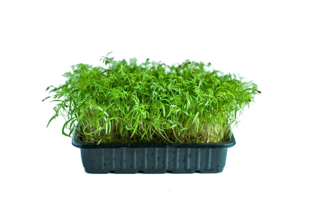 Мікрозелень (мікрогрін) Кропу — мікрозелень