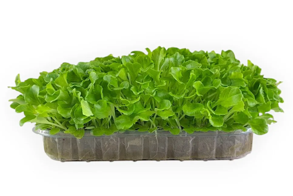 Мікрозелень Мікрозелень (мікрогрін) Ендивію