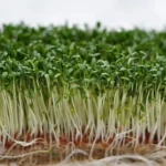 Пажитник (шамбала)