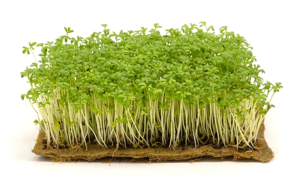 Мікрозелень Мікрозелень (мікрогрін) Крес-салату