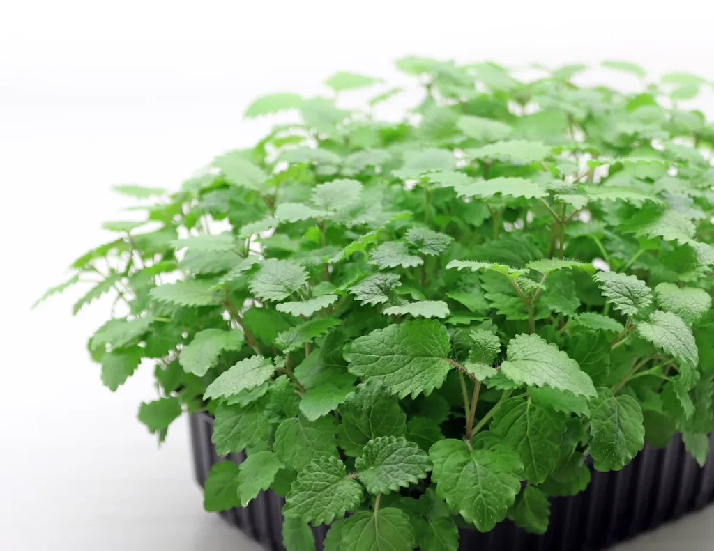 Мікрозелень (мікрогрін) Меліси — мікрозелень