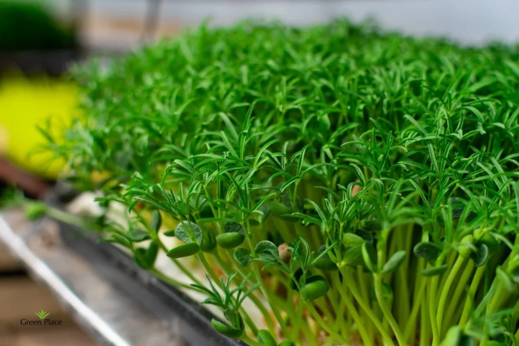 Мікрозелень Мікрозелень (мікрогрін) Люпину