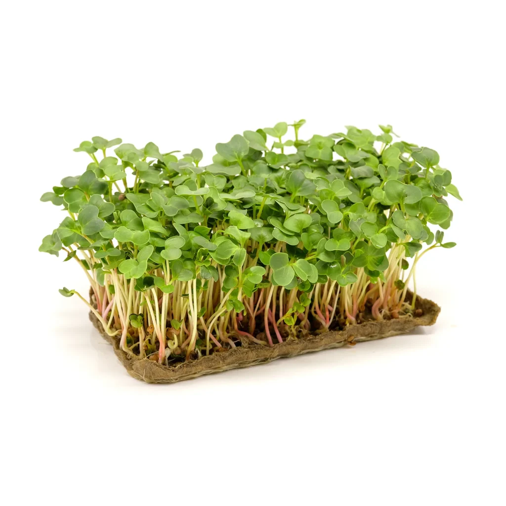 Мікрозелень (мікрогрін) Редис зелений — мікрозелень
