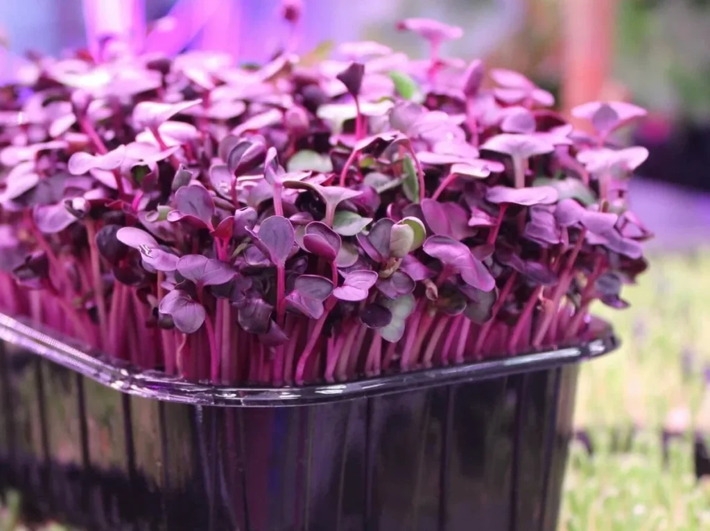 Мікрозелень (мікрогрін) Редис Санго — мікрозелень