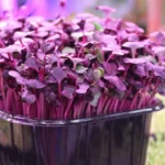 Редис Санго