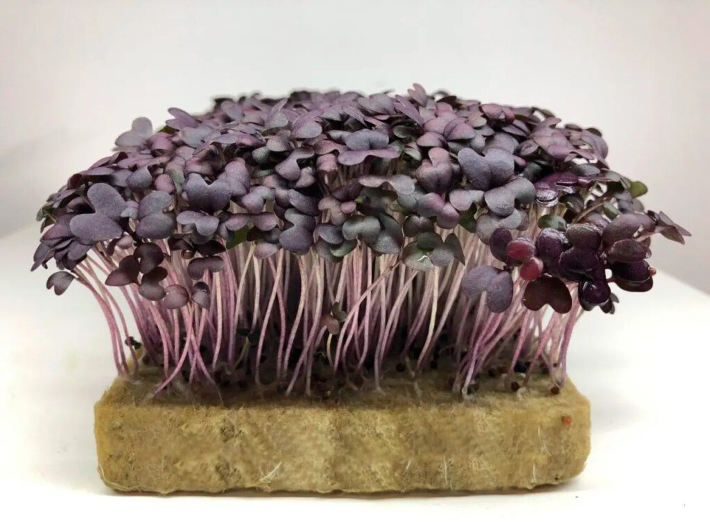 Мікрозелень Мікрозелень (мікрогрін) Гірчиці Carpet Red