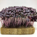 Гірчиця Carpet Red