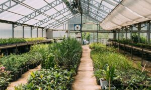 Розумна теплиця: вже не майбутнє, а найкраща інвестиція сьогодні