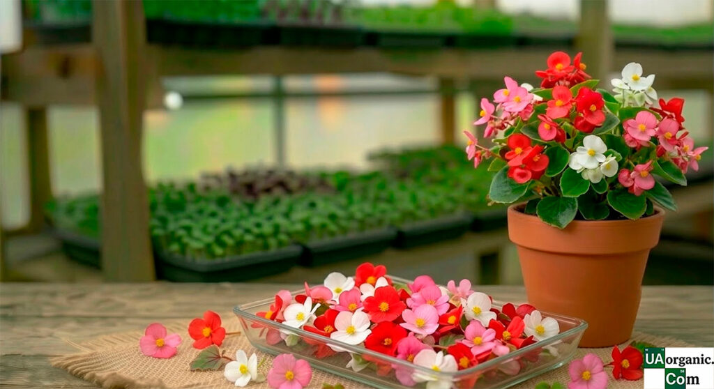 Бегонія — їстівна квітка — їстівна квітка
