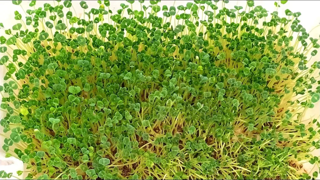 Мікрозелень (мікрогрін) Чіа — мікрозелень