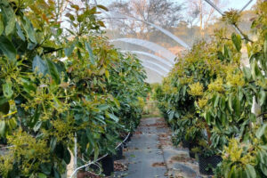 Авокадо без ґрунту: те, що ще вчора звучало як жарт — сьогодні дає врожай