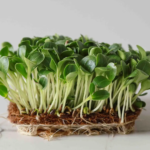 Розторопша