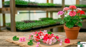 Пеларгонія