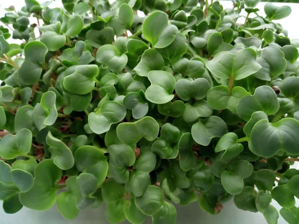 Мікрозелень (мікрогрін) Редьки — мікрозелень