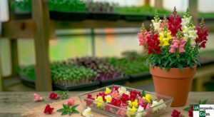 Левиний зів