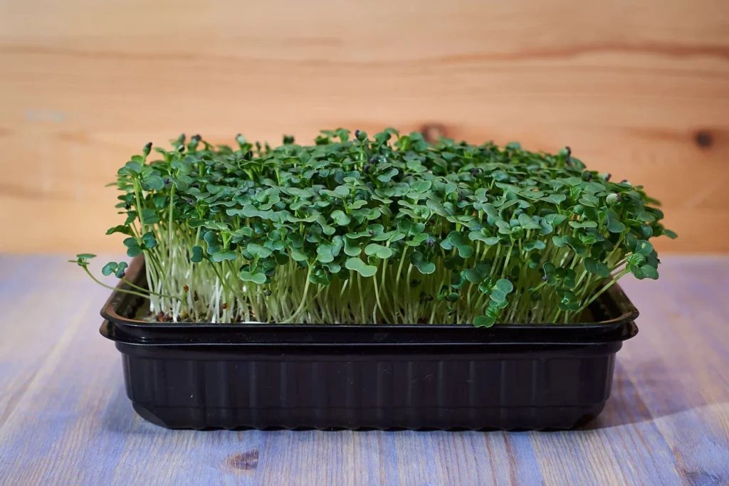 Мікрозелень (мікрогрін) Тат Сой — мікрозелень