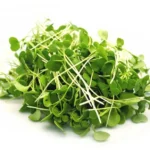 Ріпа / Турнепс