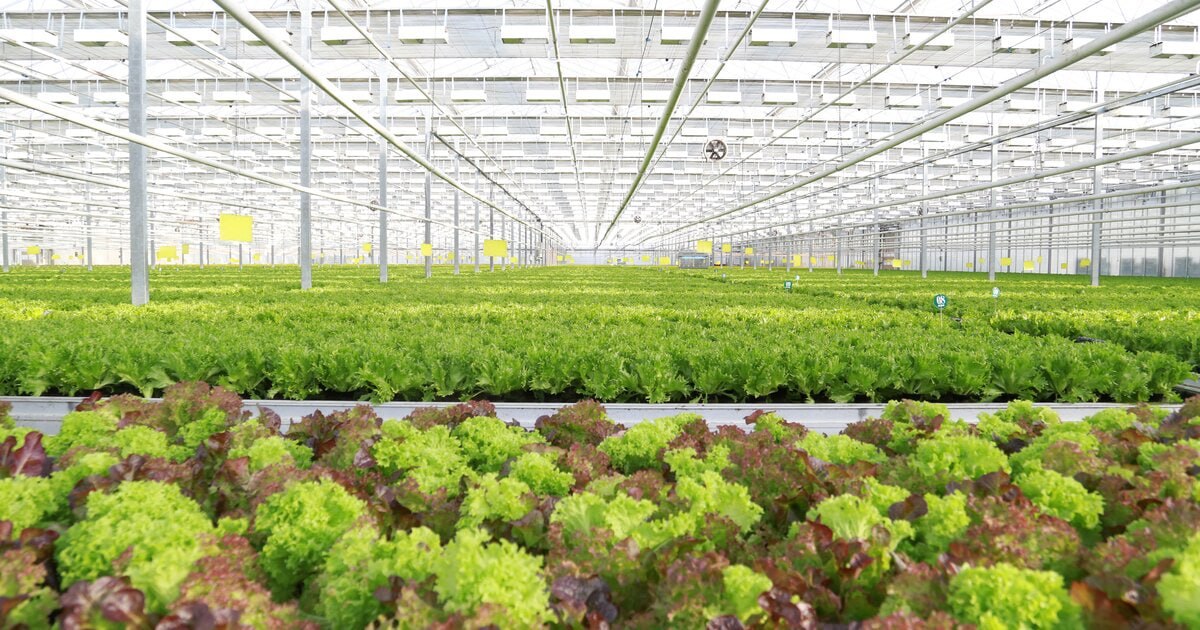 Lettuce Shelf Life After Harvest: Temperature, Ethylene, and Cooling Methods That Actually Work