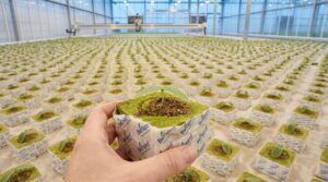 Світло і температура на сіті-фермі: як два головні фактори впливають на врожай